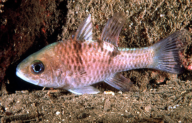 Apogon trimaculatus Cuvier, 1828